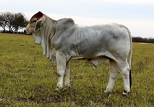 Son - full sib to Lots 13 and 14 owned by Chad Eaton Son - full sib to Lots 13 and 14 owned by Chad Eaton