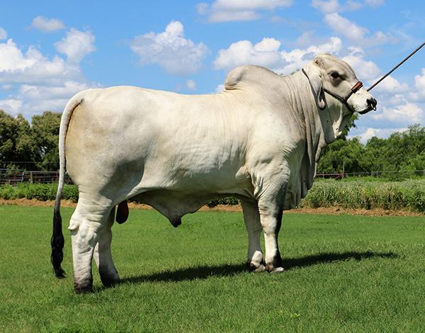 Sire - LMC ECC Polled X Factor (semen available)