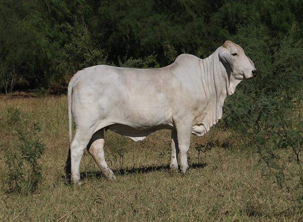 Donor dam and maternal sister to sire of Lots 14 & 15