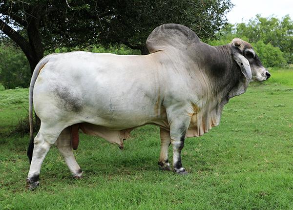 Maternal Grandsire - LMC Polled Samson (semen available) - full brother to LMC Polled Sambo