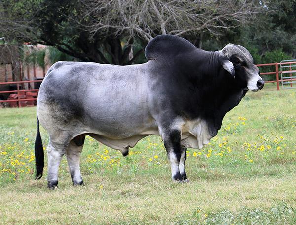 Sire - LMC Polled Madison (semen available) - co-owned with Ava Barker