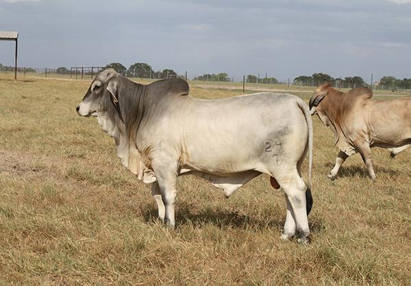 Son sired by LMC Polled Sambo - presently at ABBA Bull Test in Floresville