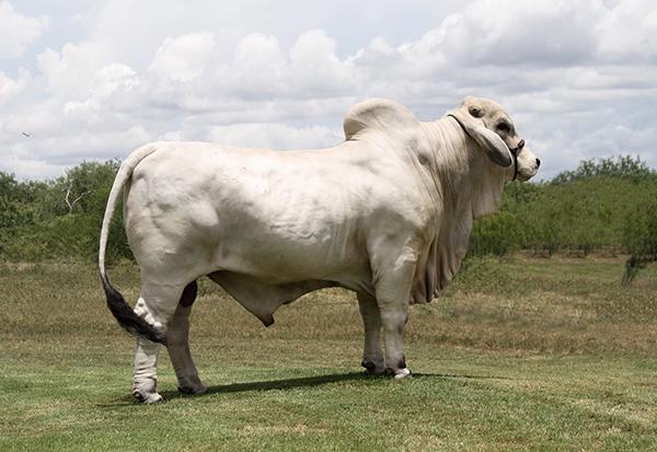 Sire of heifer calf selling with her mama