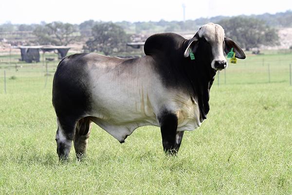 Son - a LMC Polled Sambo son and one of top ranking and top selling bulls in 2017 ABBA Bull Test