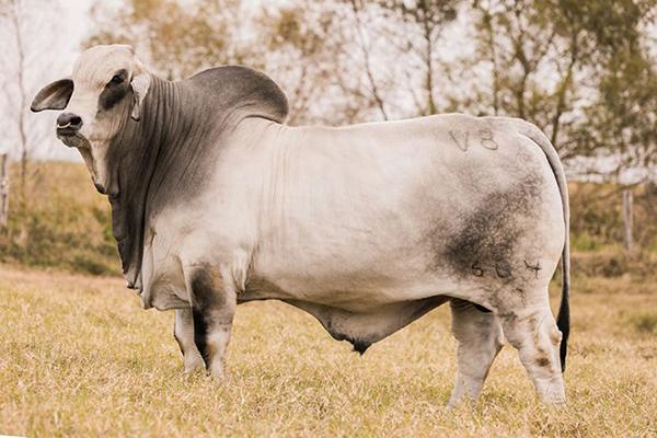 Sire - MR V8 604/7 "Man of Steel" - 2017 International Champion