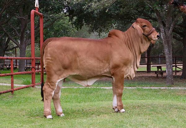 Champion maternal sister being shown by Ceci Guerra - full sib to Lot 21 