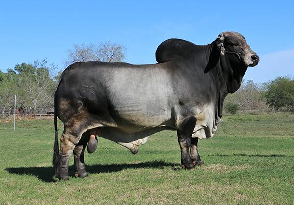 Sire - Polled Pathfinder - A BEEF MACHINE (semen sells as Lot 5)