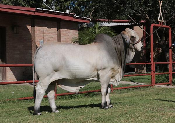 Full Sib - LMC LN Polled Magnum at 13 months.  He is for sale.