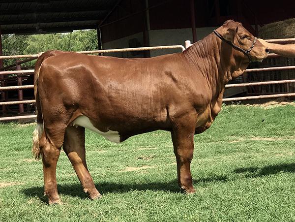 Maternal Sister - LMC BETM Jordan - High Selling Purebred in March 2018 LMC GenePLUS