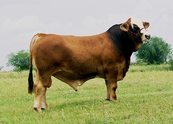 Paternal Grand Sire - Hagans Ante Up - 2007 International Champion