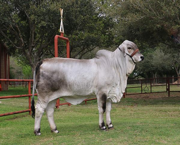 LMC LF Polled Ten - top seller @ 2017 Houston ABBA sale owned by K-K & England Cattle Companies