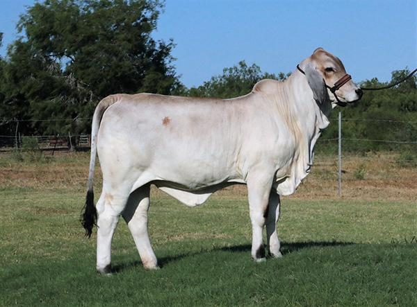 LMC LF Phenomenal - future donor for Charlie Philip family. Sired by "Polled Phenom"