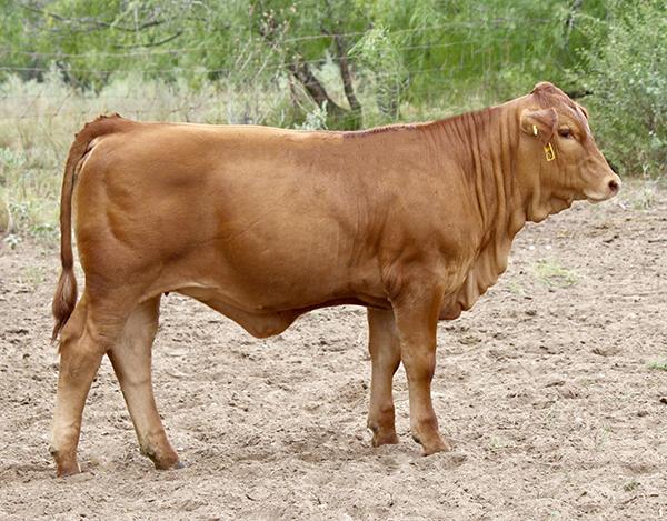 Dam as a Calf - LMC 6G Lady In Red