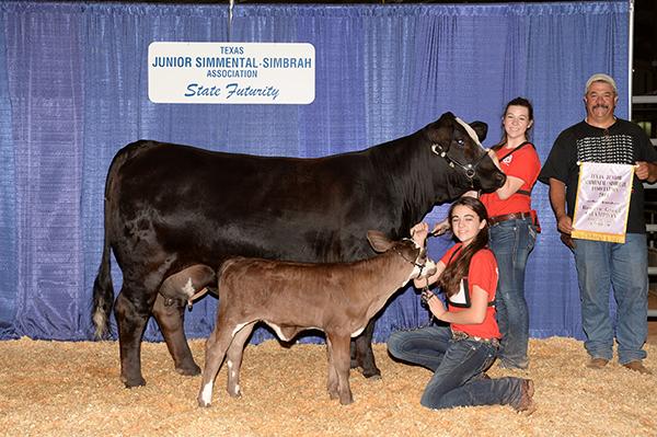 Daughter - LMC Miss America - A Champion and Dam to 2018 Grand Champion @ TJSSA Futurity