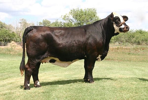 Daughter - RGV LMC Dr. Beauty - A Champion and Dam to 2018 Reserve Champion @ Houston Jr., Mercedes Jr. & Open