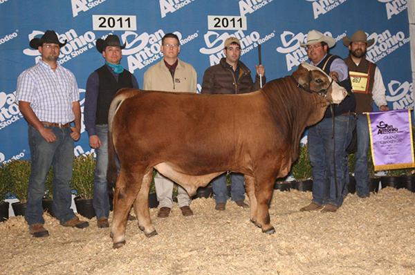 Son - LMC Arcadio - 2011 National Champion Bull