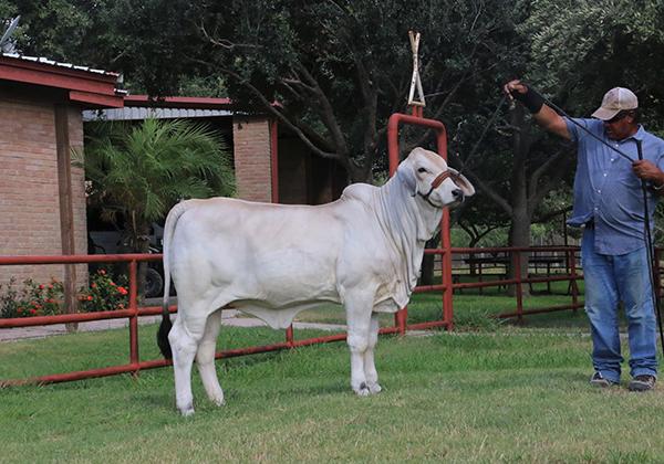 LMC LF Polled N Stunning is a champion "Polled Phenom" being  shown by Pops Guerra