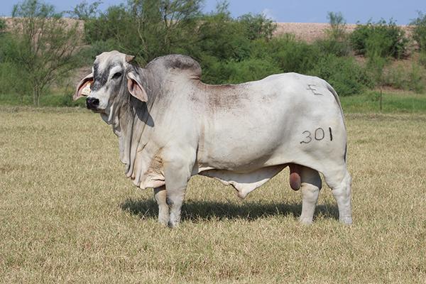 Sire - ECC El Caporal (semen available)