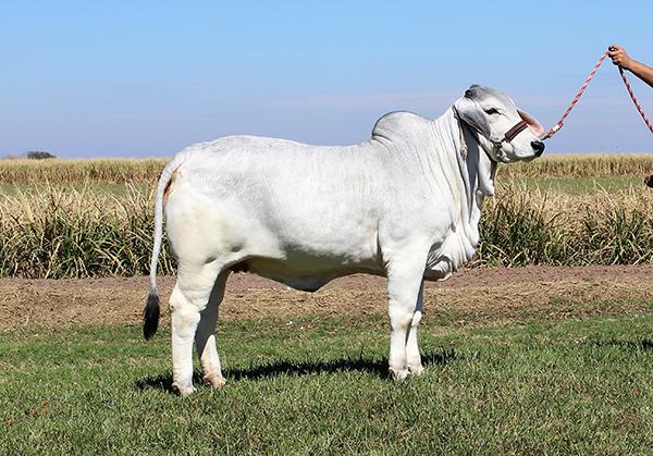 Full sister - ECC Polled Rio Queen 632