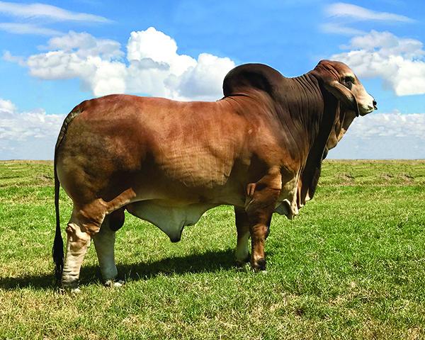 Son - LMC LN Polled Pappo - HOMOZYGOUS POLLED & International Intermediate Champion