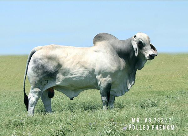 Sire - MR V8 733/7 (P/S) "Polled Phenom" - semen package sells at Lot 3