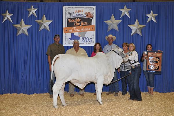 Dam - LMC FCC Polled Terra - 2015 All American Calf Champion selling as lot 7