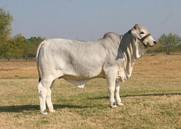 Dam - LMC Polled Sugar - double polled full sister to the many times champion LMC Polled Spice