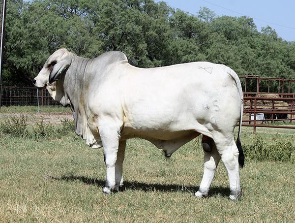 Son - LMC FCC Polled Atlas - a junior herd sire for JDH Forgason Cattle Co. & LMC