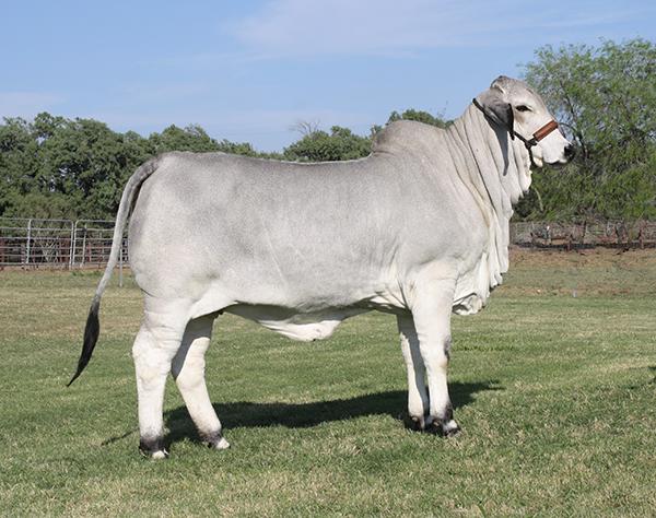 Dam - LMC Polled Sambo daughter and  many times champion for Pops Guerra
