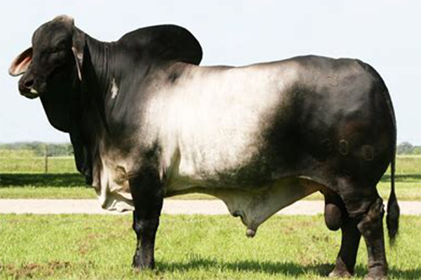 Sire - MR. V8 380/6