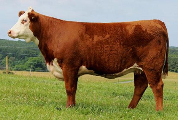 Lot 1 Dam - KCF MISS SENSATION B704 ET