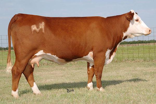 Lot 14 Dam - HVH Oksana 4L 33N 