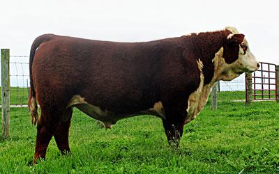 Lot 11 Sire - KCF Bennett Summit B261 ET