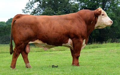 Lot 12 Sire - KCF BENNETT REVOLUTION X51 