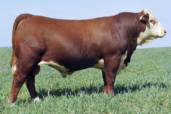 Lot 15 Sire - Gerber Anodyne 001A 