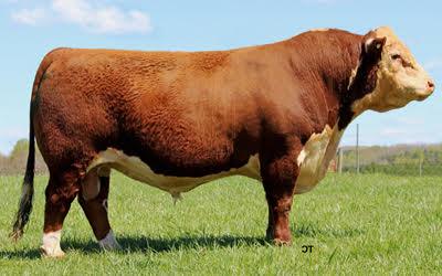 Lot 1 Sire - Kcf Bennett Encore Z311 ET