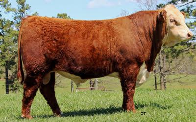 Lot 6 Sire - KCF BENNETT DEVOUT B716 ET