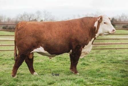 Lot 13 Sire - EFBEEF TFL U208 Tested X651 ET