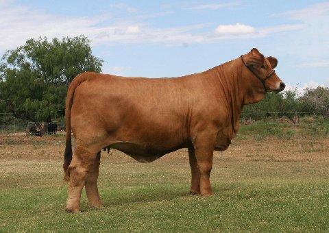 Champion dam sired by LMC HS Rocco and the great LMC M9 cow of La Morra