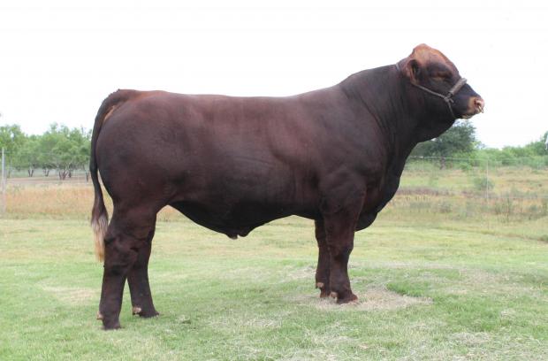 Red Rock as a yearling