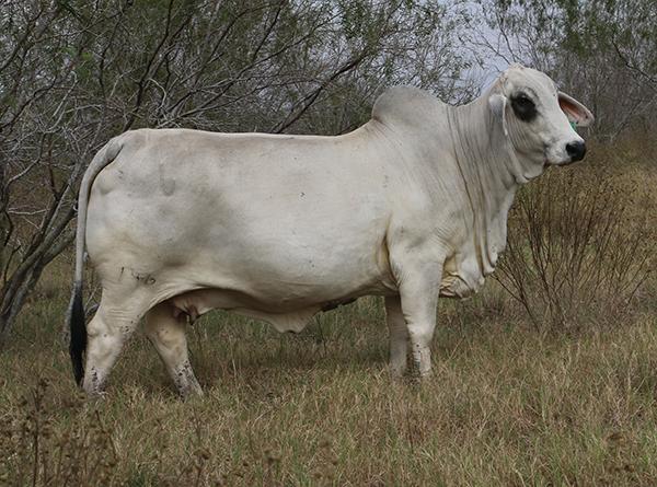 Dam - one of very few POLLED cows in the Register of Renown. She is powerul, productive, pretty & profitable !!
