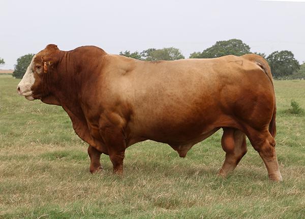 Sire - LMC Rhino - International Champion whose sire & grand sire also won Houston
