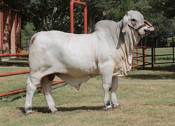 Son - ECC El Caporal - England Cattle Co's Champion Junior Herd Sire. Semen is available !!