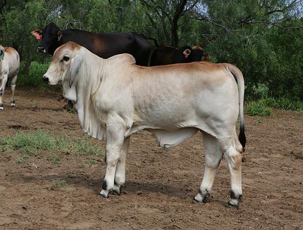Son - future herd sire for Kelly Barnard & LMC out of LMC JT Rosalita. Selling choice of 3 great sisters in GenePLUS XIV.