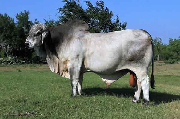 Sire - LMC Polled Integrity