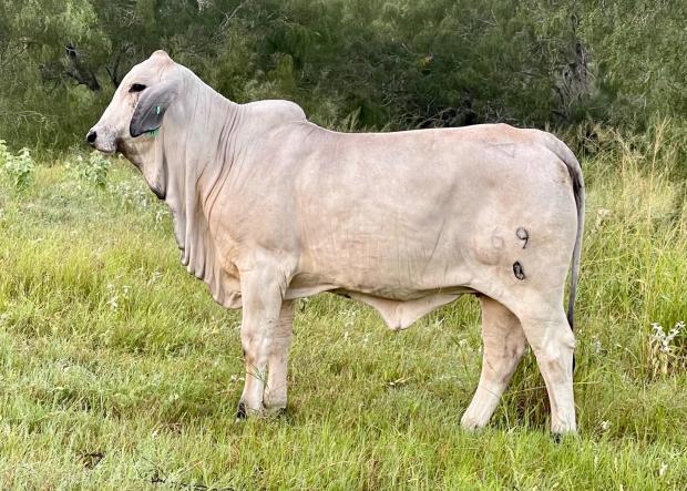 MATERNAL GRANDDAM - the $33,500  LMC + S Polled Madonna owned by ECC & K-K