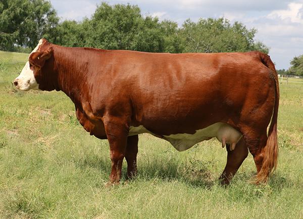 Dam - BBS Jennie Walker - one of the best red Simbrah cows of all time.