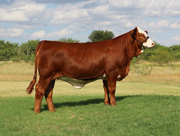 maternal sister sired by Long's Steel Shot owned with Bradley Meuth