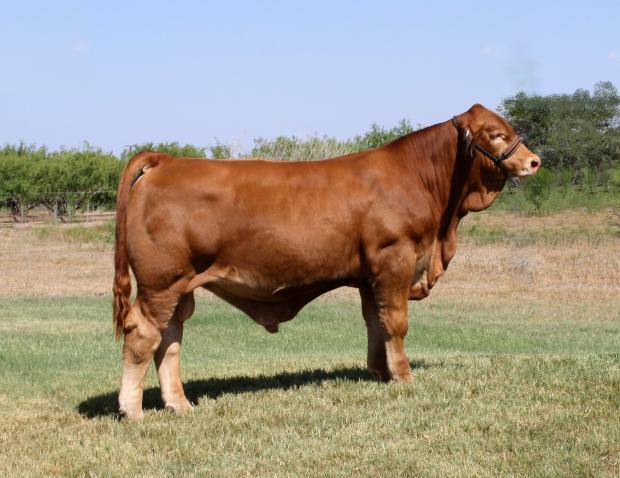 Sire - 2013 National Champion LMC Gold Medal as a weaned calf