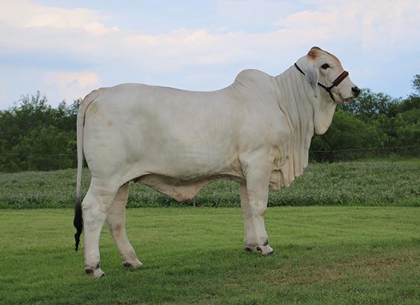 LMC Polled Gayla is a maternal sister by LMC Polled Samson co-owned with Hondo Martinez. 